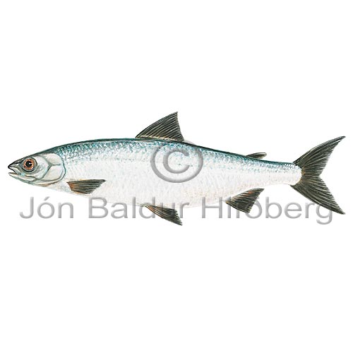 Houting - Coregonus lavaretus - Salmons - Salmoniformes