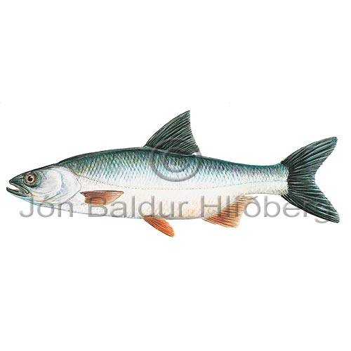 Asp - Aspius aspius - otherfish - Cypriniformes