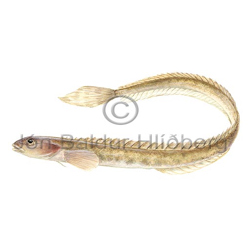 Snake Blenny - Lumpenus lampretaeformis - Perch-likes - Perciformes
