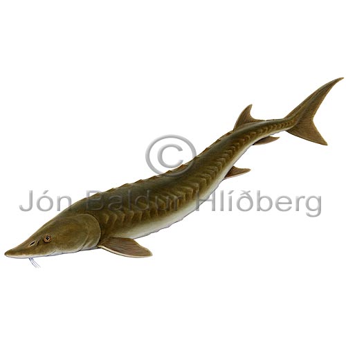 Sturgeon - Acipencer sturio - otherfish - Acipenseriformes