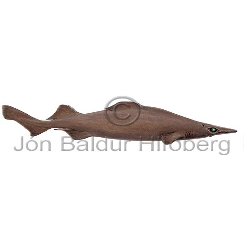 Birdbeak Dogfish - Deania calcea - Sharks - Squaliformes