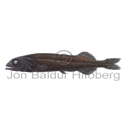 Agassizsmooth-headAgassiz' slickhead - Alepocephalus agassizii - otherfish - Osmeriformes
