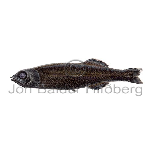 Koefoeds searsid - Searsia koefoedi - otherfish - Osmeriformes