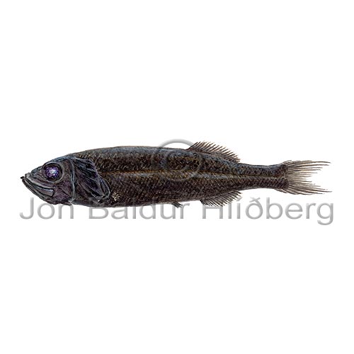 Multipore searsid - Normichthys operosus - otherfish - Osmeriformes