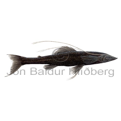 raskalli - Bathypterois dubius - adrirfiskar - Vargar