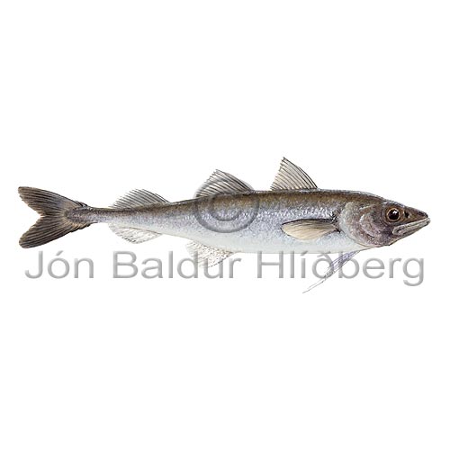Polar cod Arctic cod - Boreogadus saida - Cods - Gadiformes