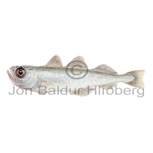 Silfurk - Gadiculus argenteus - thorskfiskar - orskfiskar