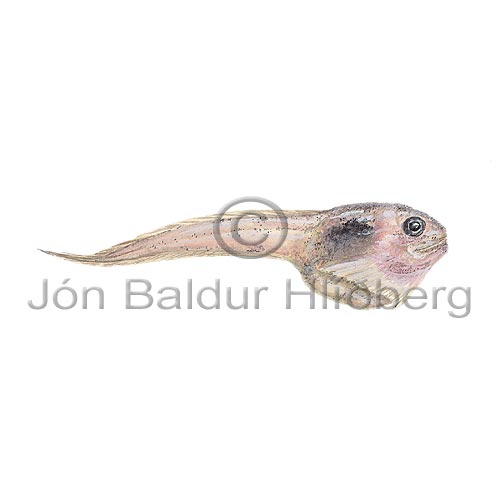 -? - Careproctus micropus - rockfishscorpionfishes - Scorpaeniformes
