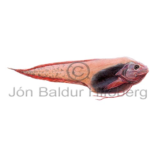 Threadfin Sea Snail - Rhodichthys regina - rockfishscorpionfishes - Scorpaeniformes