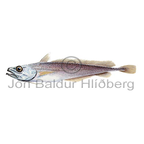 Slender Codling - Halargyreus johnsonii - Cods - Gadiformes