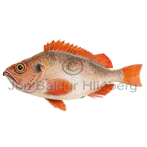 Norway redfish - Sebastes viviparus - rockfishscorpionfishes - Scorpaeniformes