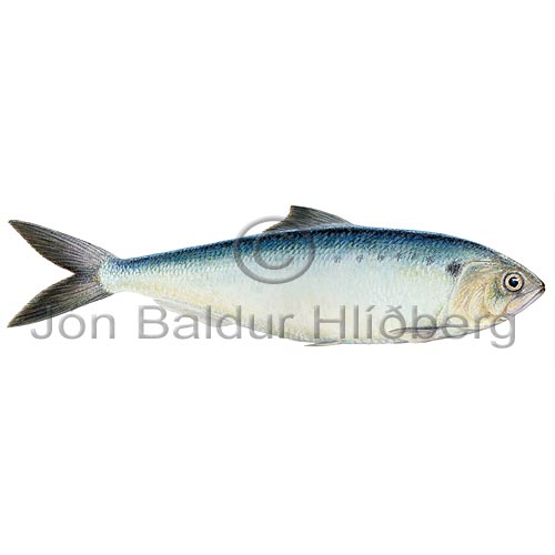 Augnasld - Alosa fallax - sildfiskar - Sldfiskar