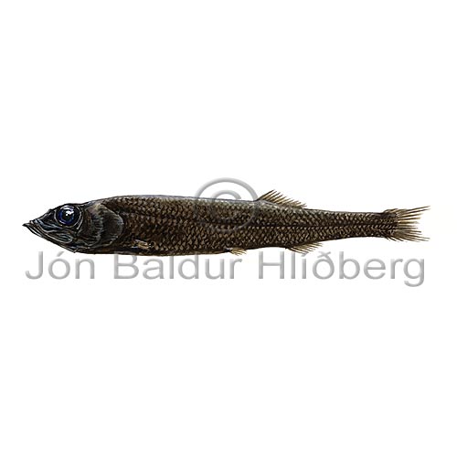 Bigeye Smoothhead - Bajacaliforia megalops - otherfish - Osmeriformes