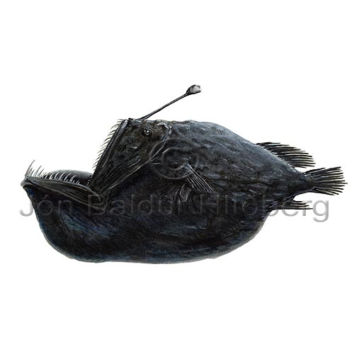 Humpback anglerfish - Melanocetus johnsonii - anglerfishes - Lophiiformes