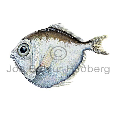 Silver spinyfin - Diretmus argenteus - otherfish - Beryciformes