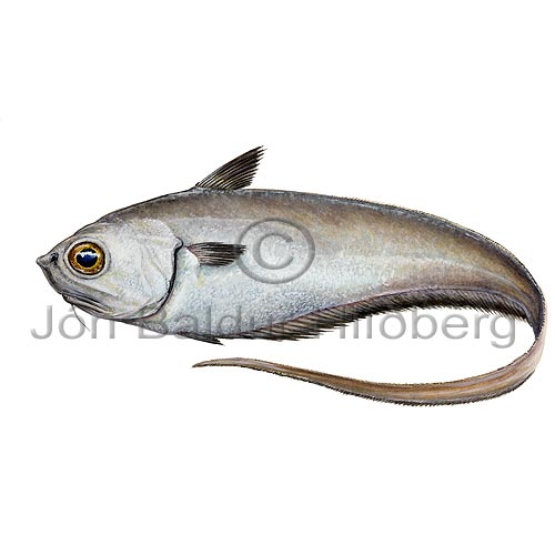 Silfurhali - Malacocephalus laevis - thorskfiskar - orskfiskar