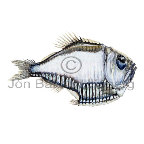 Giant Hatchetfish - Argyropelecus gigas - lightfishesanddragonfishes - Stomiiformes
