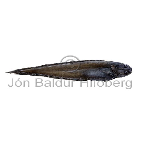 thafssogfiskur - Paraliparis bathybius - brynvangar - Brynvangar