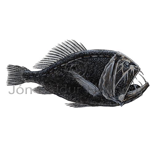 Fangtooth, Ogrefish - Anoplogaster cornuta - otherfish - Beryciformes