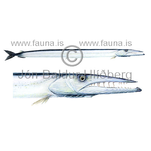 Daggertooth - Anotopterus pharao - otherfish - Aulopiformes