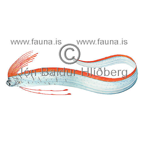 Sldarkngur - Regalecus glesne - adrirfiskar - Kngar