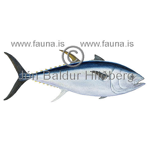 Northern bluefin tuna - Thunnus thynnus - Perch-likes - Perciformes
