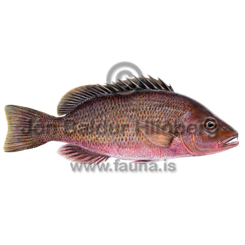 Red snapper - Lutjanus campechanus - Perch-likes - Perciformes
