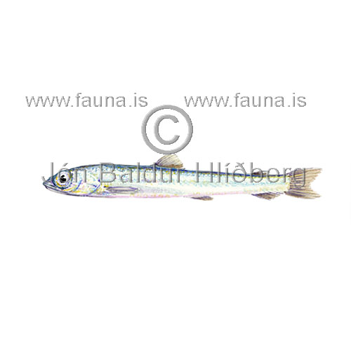 Naggur - Nansenia oblita - adrirfiskar - Glitfiskar