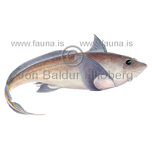 Smalleyed Rabbitfish - Hydrolagus affinis - Chimareas - Chimaeriformes