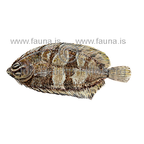 Litli flki - Phrynorhombus norvegicus - flatfiskar - Flatfiskar