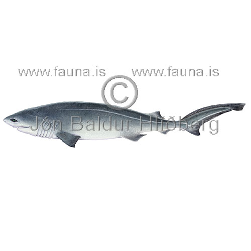 Bluntnose six-gill shark - Hexanchus griseus - Sharks - Squaliformes