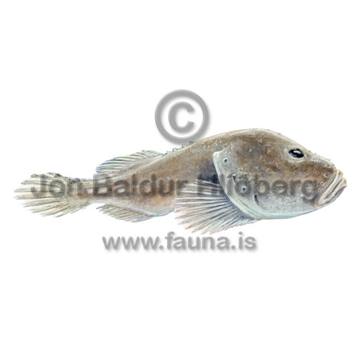 Psychrolutes subspinosus - Psychrolutes subspinosus - rockfishscorpionfishes - Scorpaeniformes