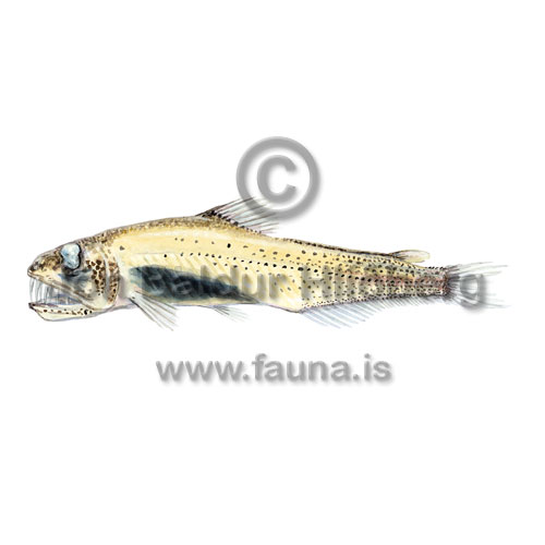 Balbo sabretooth - Evermannella balbo - otherfish - Aulopiformes