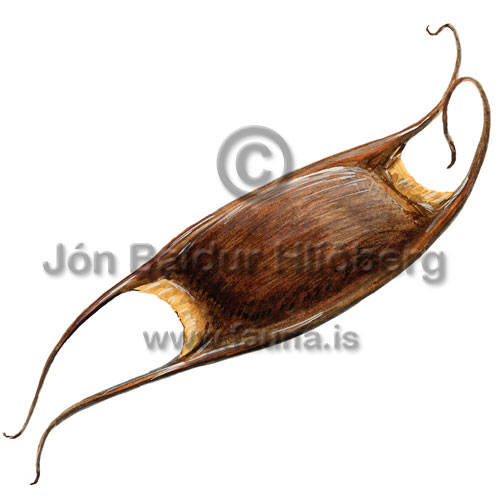 Round ray - Rajella fyllae - skatesandrays - Rajiformes