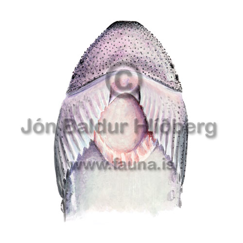 Hrognkelsi - Cyclopterus lumpus - brynvangar - Brynvangar