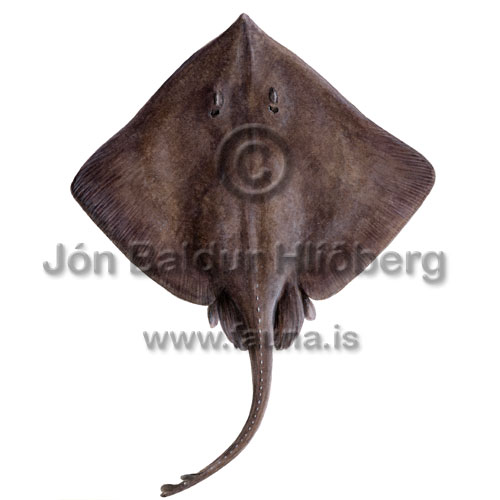 Spinetail Ray - Bathyraja spinicauda - skatesandrays - Rajiformes