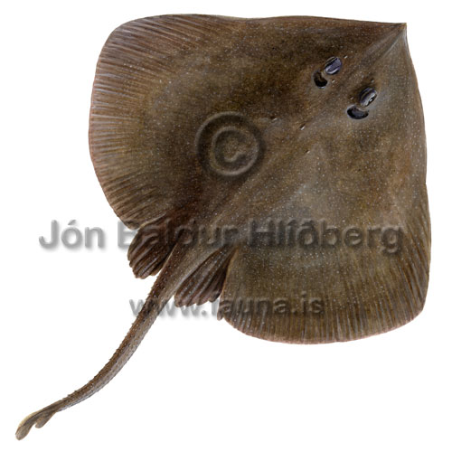 Prickled Ray - Malacoraja spinacidermis - skatesandrays - Rajiformes