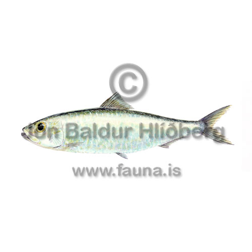 European Pilchard - Sardina pilchardus - herringsandlike - Clupeiformes