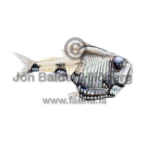 Silver Hatchetfish - Argyropelecus hemigymnus - lightfishesanddragonfishes - Stomiiformes