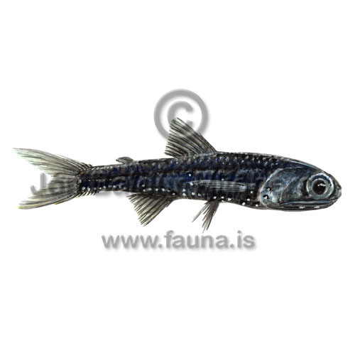 Madeirulaxsld - Ceratoscopelus maderensis - adrirfiskar - Laxsldir