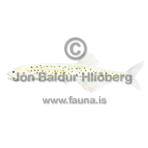 Cyclothone blanc - Cyclothone blanc - lightfishesanddragonfishes - Stomiiformes