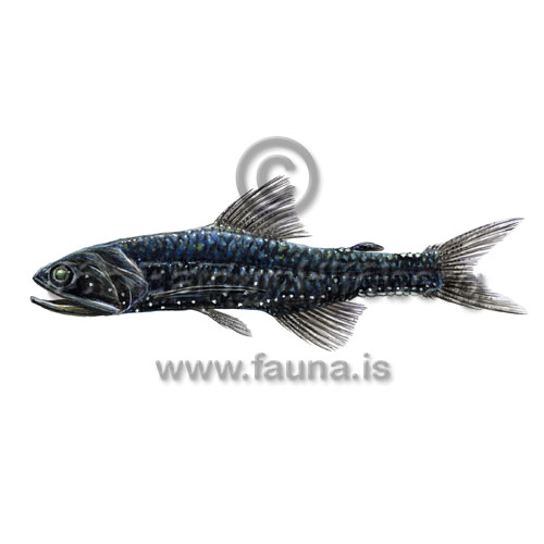 Fenrislaxsld - Lampanyctus crocodilus - adrirfiskar - Laxsldir