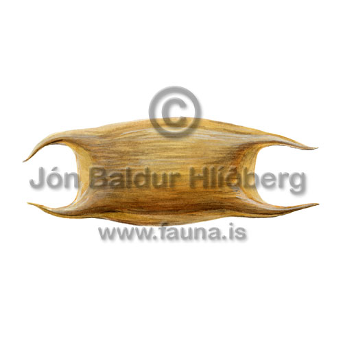  Common Skate - Raja batis - skatesandrays - Rajiformes