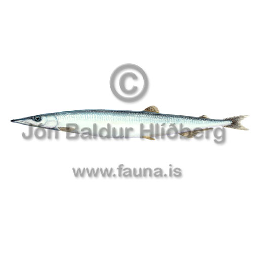 Lancetfish - Paralepis coregonoides - otherfish - Aulopiformes