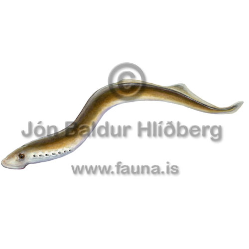 Po brook lamprey - Lethenteron zanandreai - otherfish - Hyperoartia