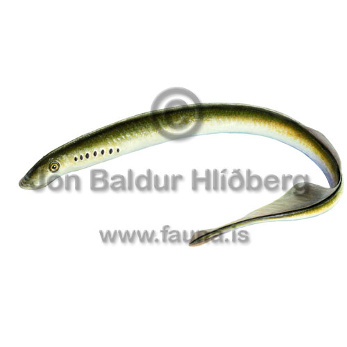 European river lamprey - Lampetra fluviatilis - otherfish - Hyperoartia
