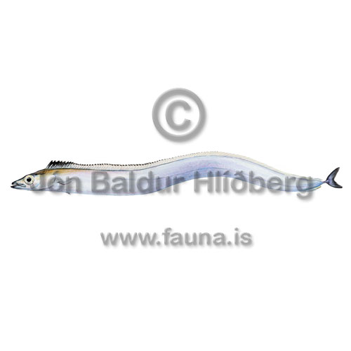 Silver Scabbardfish - Lepidopus caudatus - Perch-likes - Perciformes