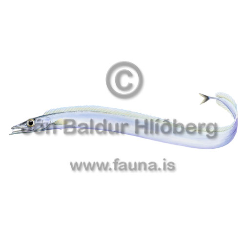 Silfurbendill - Benthodesmus simonyi - borrar - Borrar