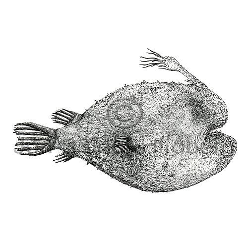 --? - Himantolophus melanophus - anglerfishes - Lophiiformes