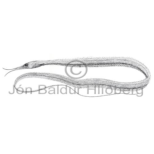 Slender snipe eel - Nemichthis scolopaceus - Elopiformes - Anguilliformes